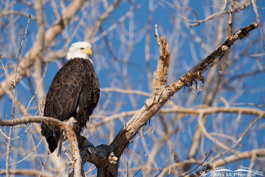 Bald Eagle at Fish Springs National Wildlife Refuge, Juab County, Utah