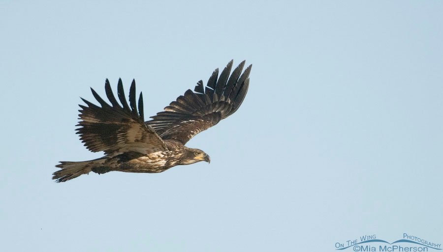 2nd year Bald Eagle, Farmington Bay WMA, Davis County, Utah