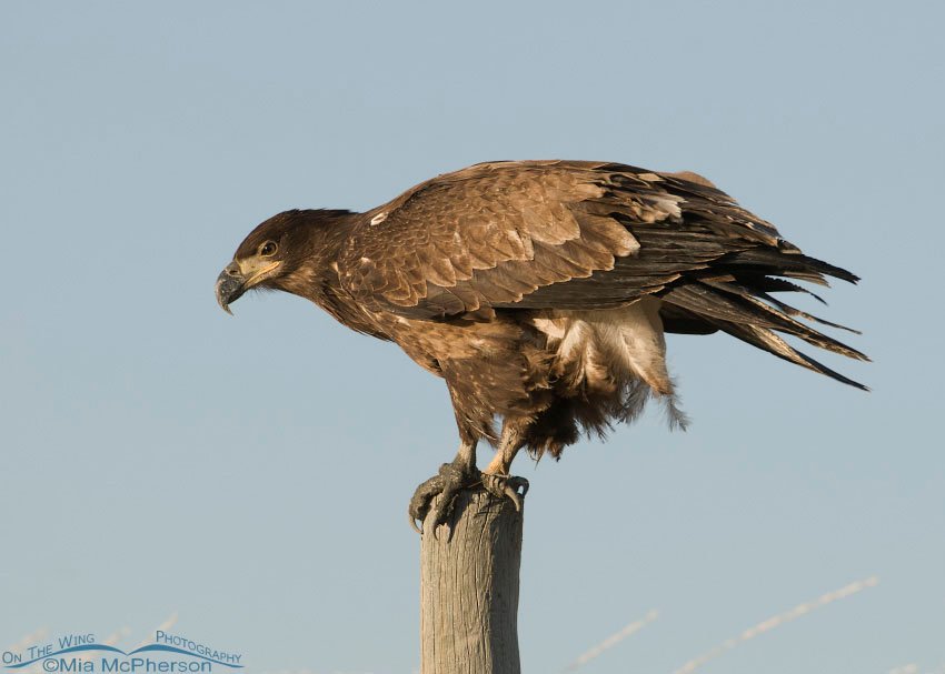 1 year old Bald Eagle, Farmington Bay WMA, Davis County, Utah