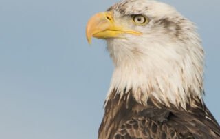 Four year old Bald Eagle portrait, Farmington Bay WMA, Davis County, Utah