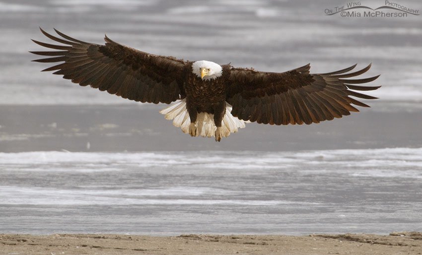 Adult Bald Eagle coming in for a landing, Farmington Bay WMA, Davis County, Utah
