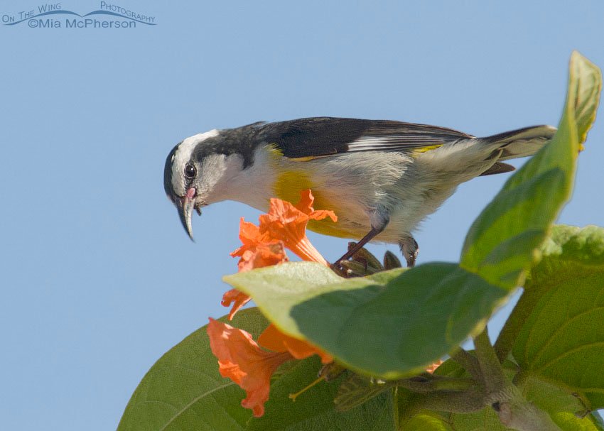 Bananaquit on a flowered perch, Half Moon Cay, Bahamas