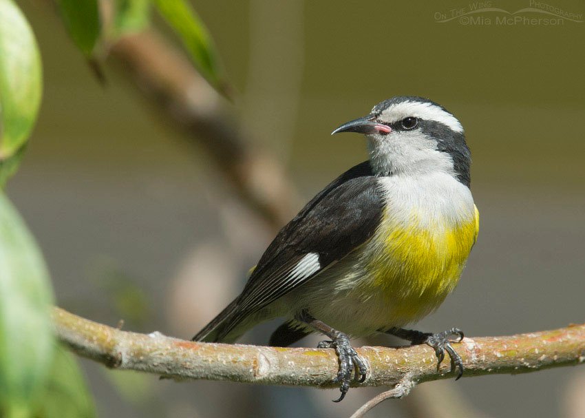 Perched Bananaquit, Half Moon Cay, Bahamas