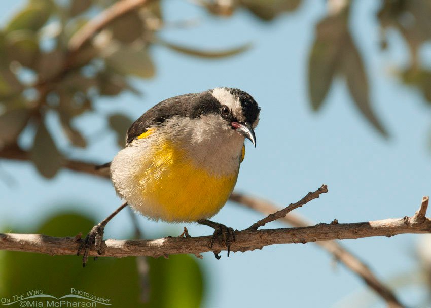 Bananaquit staring, Half Moon Cay, Bahamas