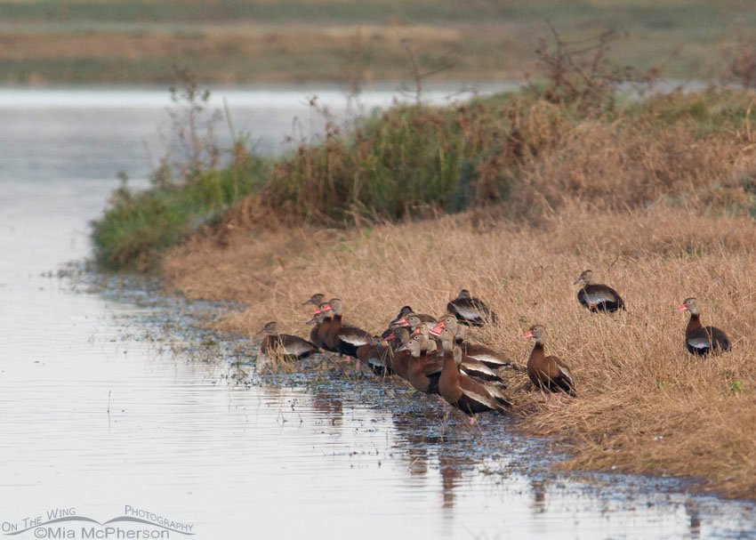 Black-bellied Whistling-Ducks, Celery Fields, Sarasota County, Florida
