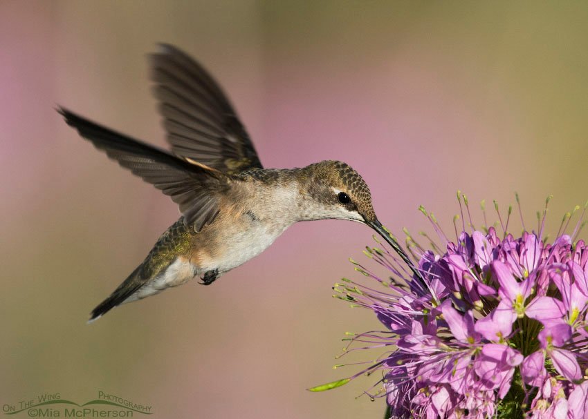 Hovering female Black-chinned Hummingbird, Antelope Island State Park, Davis County, Utah