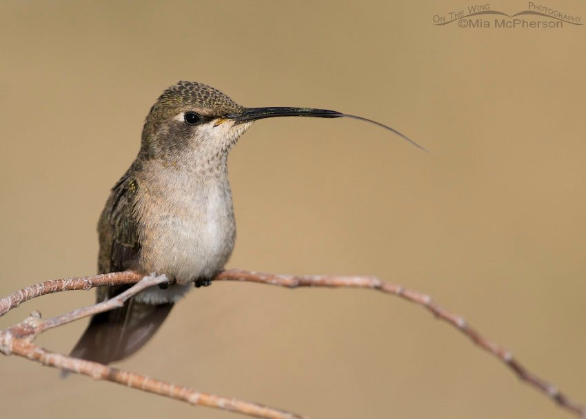 Black-chinned Hummingbird with its tongue showing, Antelope Island State Park, Davis County, Utah
