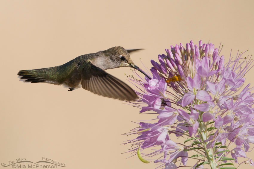Black-chinned Hummingbird hovering at Rocky Mountain Bee Plant in August, Antelope Island State Park, Davis County, Utah