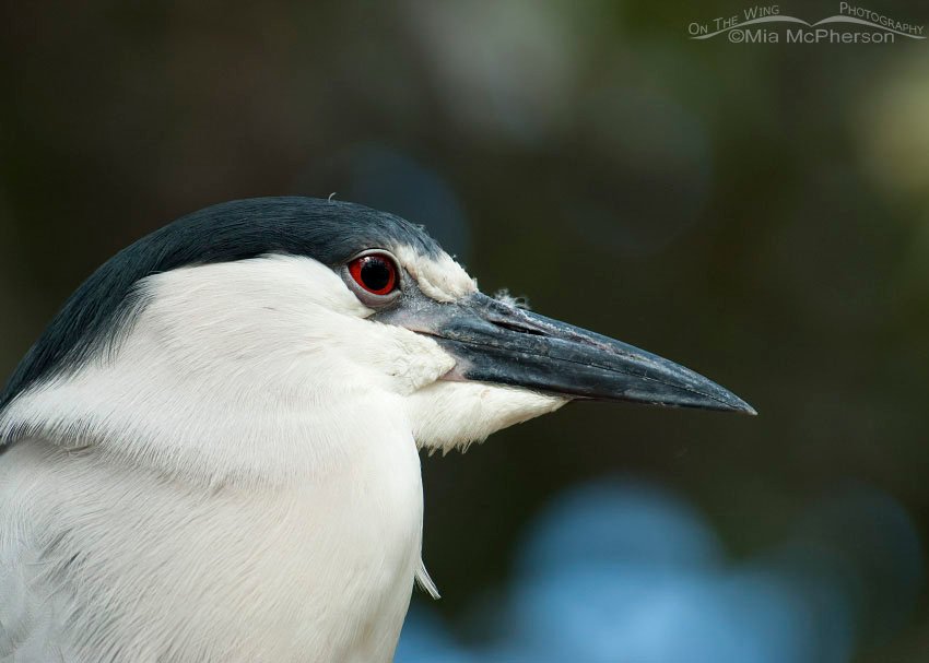Adult Black-crowned Night Heron portrait, Pinellas County, Florida