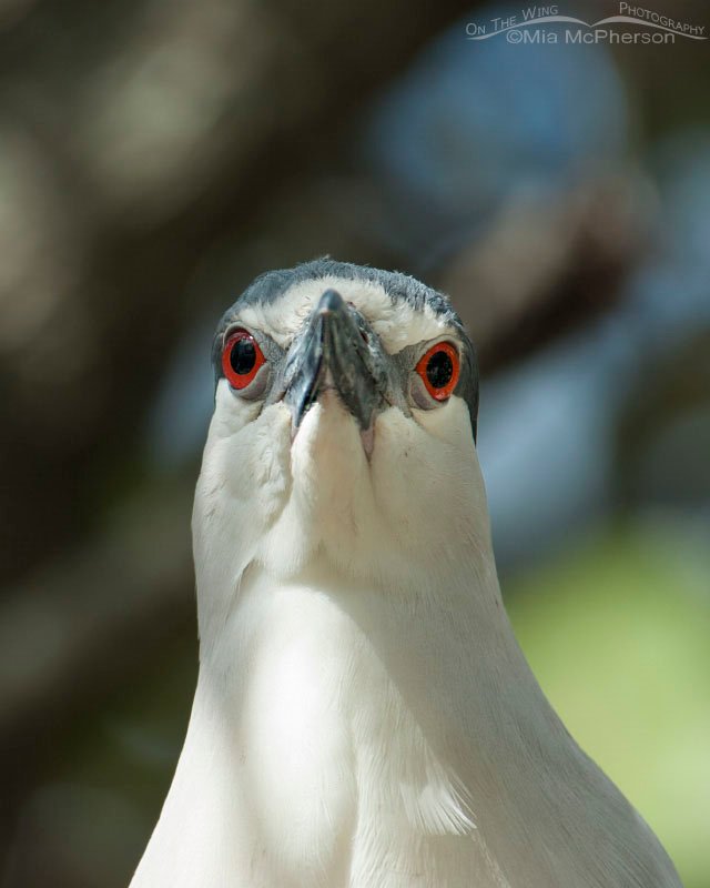 Head on portrait of a Black-crowned night Heron, Pinellas County, Florida
