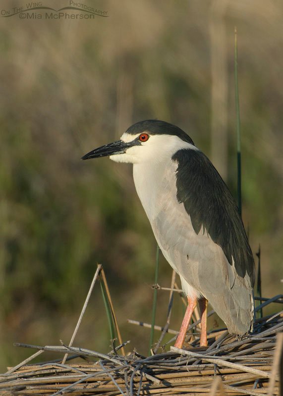 Black-crowned Night Heron adult in morning light, Bear River Migratory Bird Refuge, Box Elder County, Utah