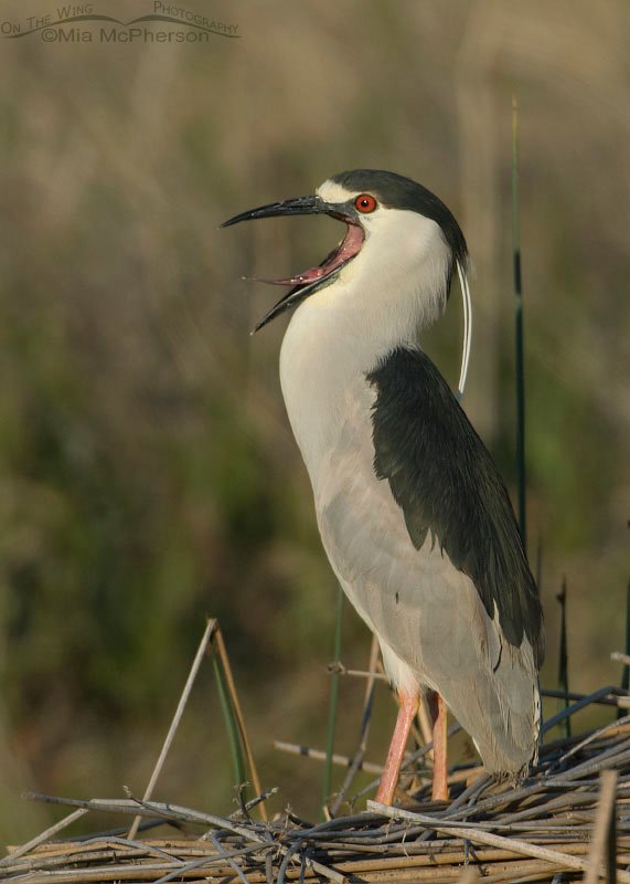 Yawn from a Black-crowned Night Heron! Bear River Migratory Bird Refuge, Box Elder County, Utah