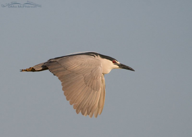 Black-crowned Night Heron at Bear River Migratory Bird Refuge, Box Elder County, Utah