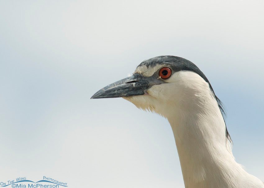 Black-crowned Night Heron portrait against the sky, Pinellas County, Florida