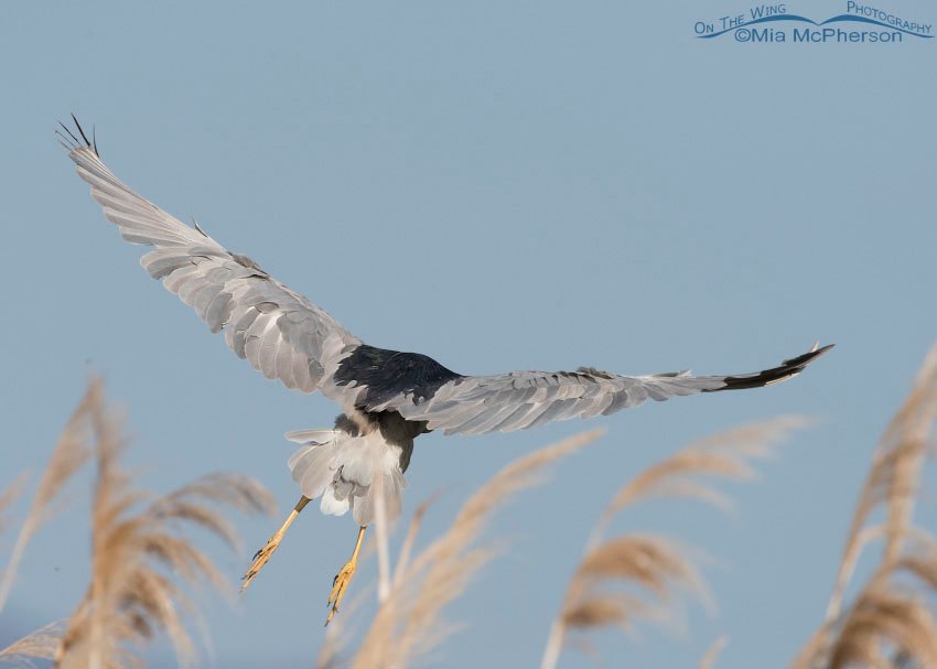 Black-crowned Heron taking off from some phragmites, Bear River Migratory Bird Refuge, Box Elder County, Utah