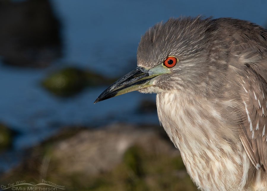 Juvenile Black-crowned Night Heron up close Juvenile Black-crowned Night Heron up close, Bear River Migratory Bird Refuge, Box Elder County, Utah