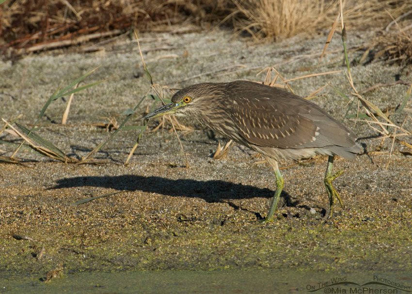 Stalking immature Black-crowned Night Heron, Farmington Bay WMA, Davis County, Utah