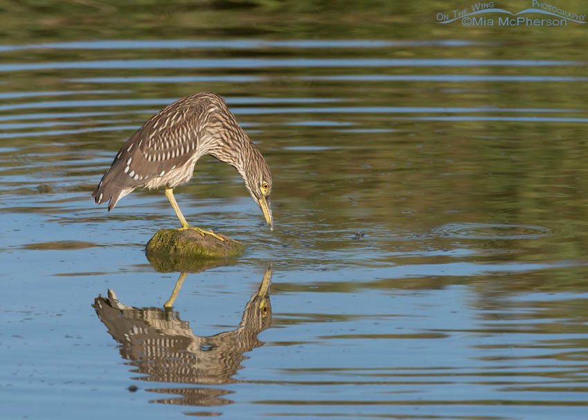 Juvenile Black-crowned Night Heron stalking prey at Bear River Migratory Bird Refuge, Box Elder County, Utah