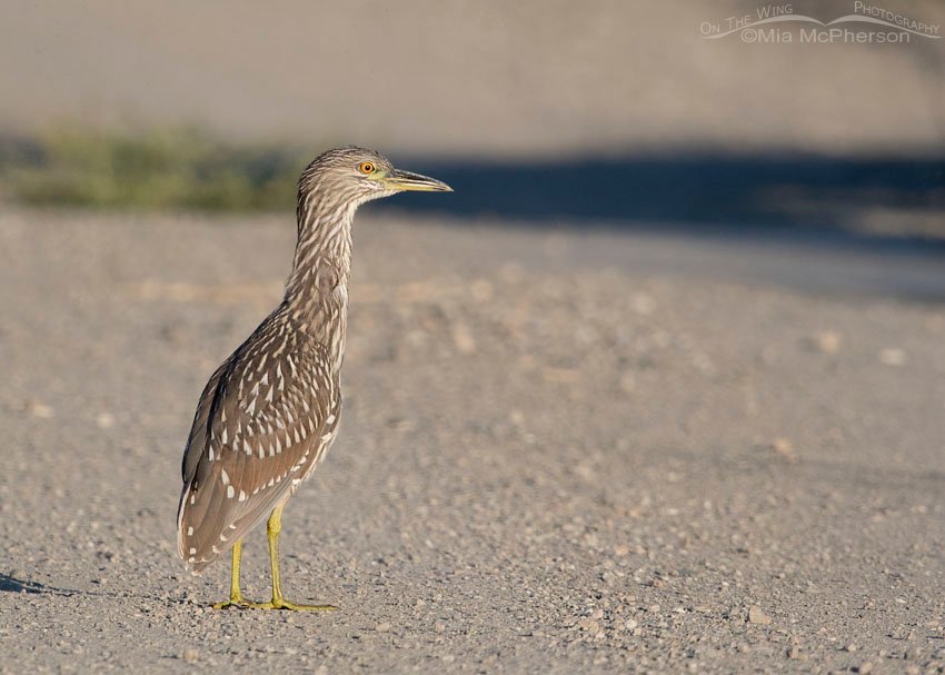 Juvenile Black-crowned Night Heron on the auto tour loop, Bear River Migratory Bird Refuge, Box Elder County, Utah