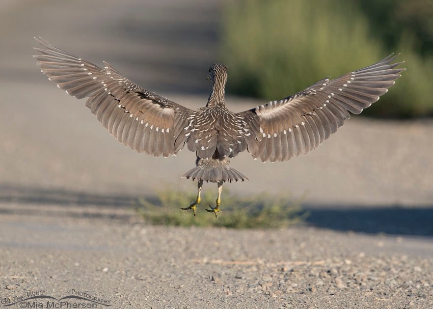 Leaping juvenile Black-crowned Night Heron, Bear River Migratory Bird Refuge, Box Elder County, Utah