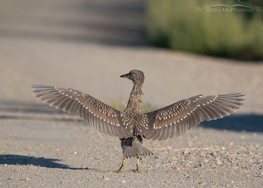 Sassy looking juvenile Black-crowned Night Heron, Bear River Migratory Bird Refuge, Box Elder County, Utah
