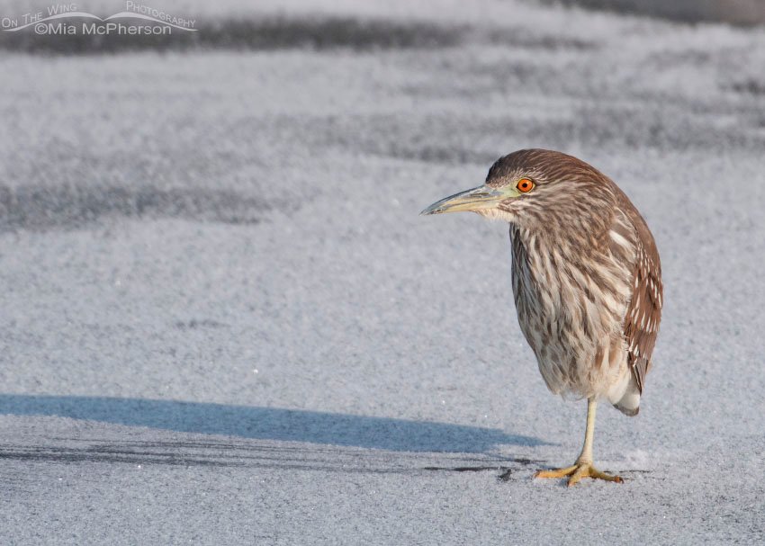 Juvenile Black-crowned Night Heron on ice, Farmington Bay WMA, Davis County, Utah