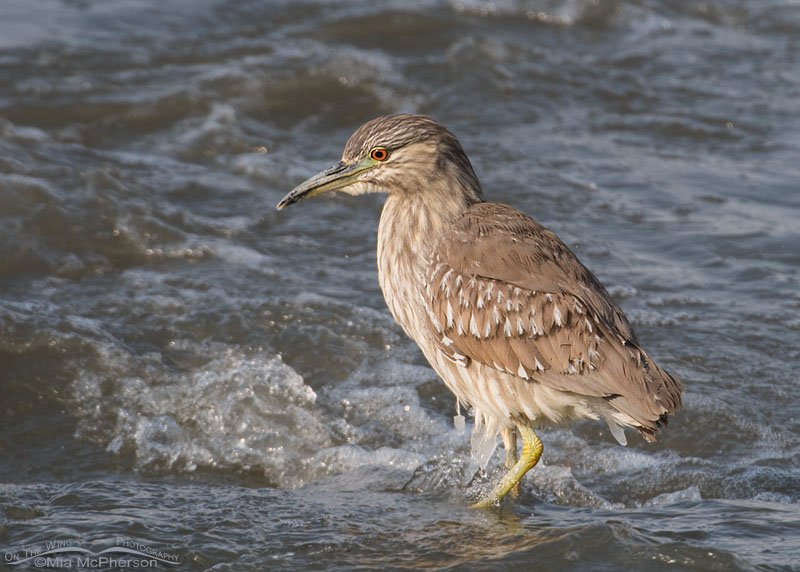 Juvenile Black-crowned Night Heron near a bridge, Farmington Bay WMA, Davis County, Utah
