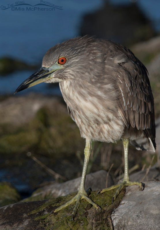 Black-crowned Night Heron juvenile on a rock, Bear River Migratory Bird Refuge, Box Elder County, Utah