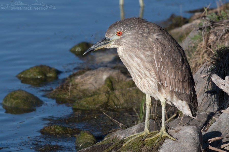 Juvenile Black-crowned Night Heron near a culvert, Bear River Migratory Bird Refuge, Box Elder County, Utah