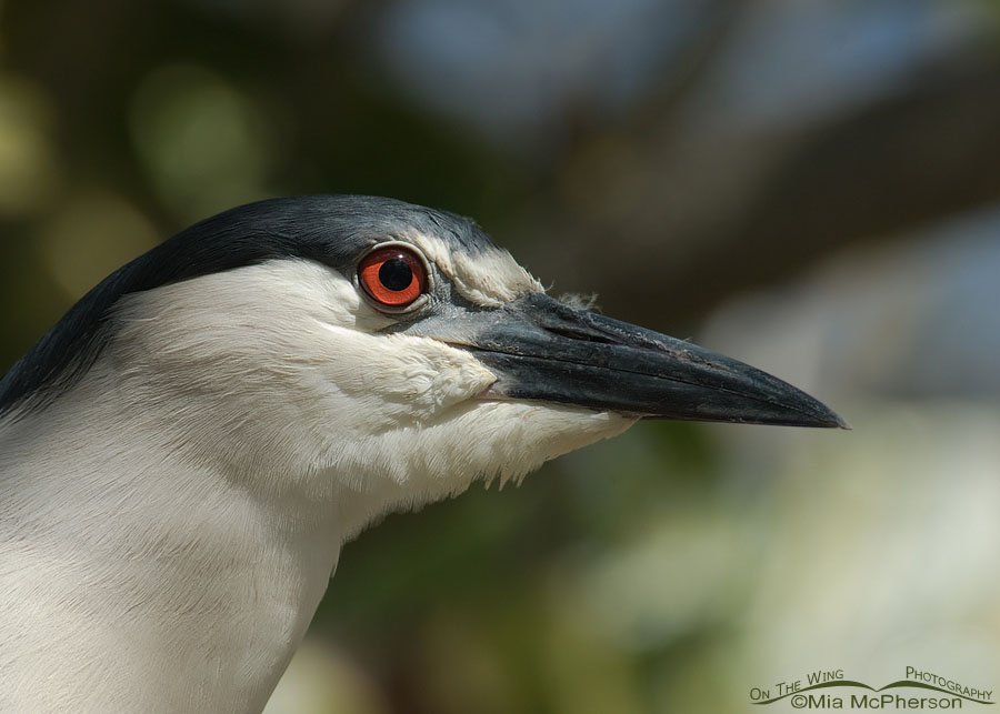 Black-crowned Night Heron portrait, Pinellas County, Florida