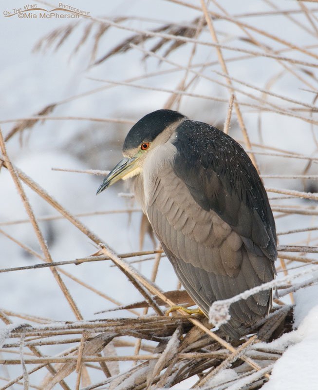 Black-crowned Night Heron in a blowing snow, Farmington Bay WMA, Davis County, Utah