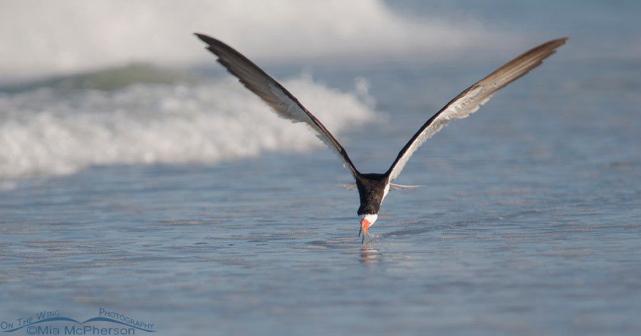 Black Skimmer skimming the Gulf, Fort De Soto County Park, Pinellas County, Florida