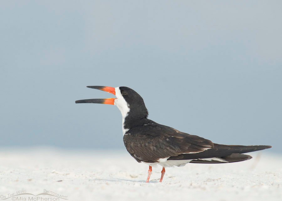 Calling Black Skimmer on a hazy day, Fort De Soto County Park, Pinellas County, Florida