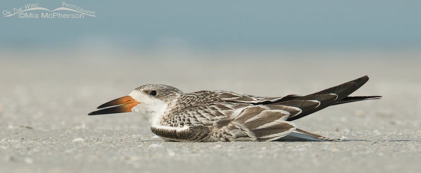 Black Skimmer juvenile resting on a spit of sand at the north beach of Fort De Soto County Park, Pinellas County, Florida