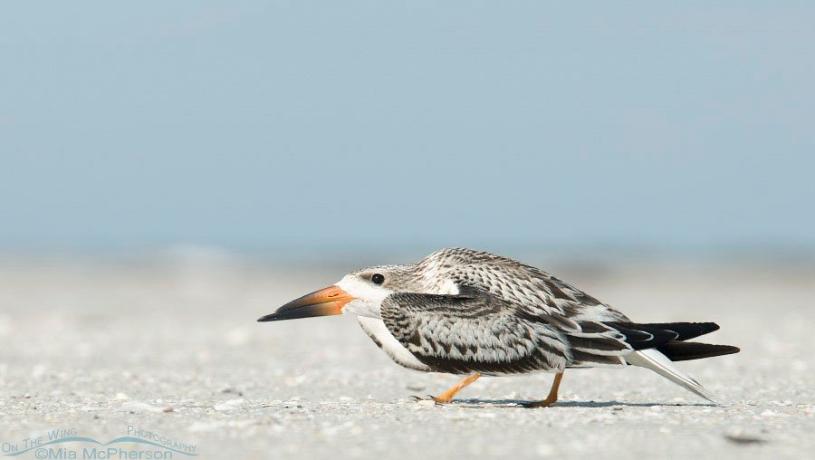 Black Skimmer juvenile creeping past, Fort De Soto County Park, Pinellas County, Florida