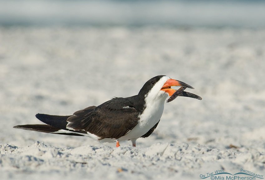 Black Skimmer with a mangrove seed pod, Fort De Soto County Park, Pinellas County, Florida
