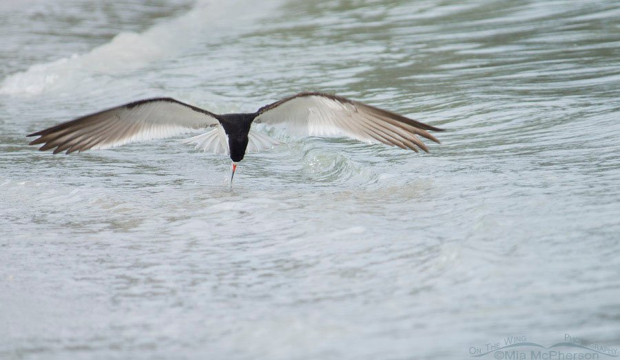 Gulf shore Black Skimmer foraging at the north beach of Fort De Soto County Park, Pinellas County, Florida