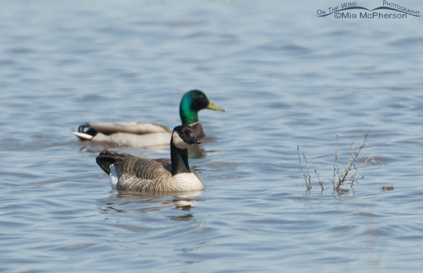 Cackling Goose with Mallard behind it, Farmington Bay WMA, Davis County, Utah