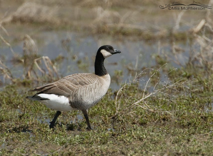 Cackling Goose walking along a flooded field, Farmington Bay WMA, Davis County, Utah