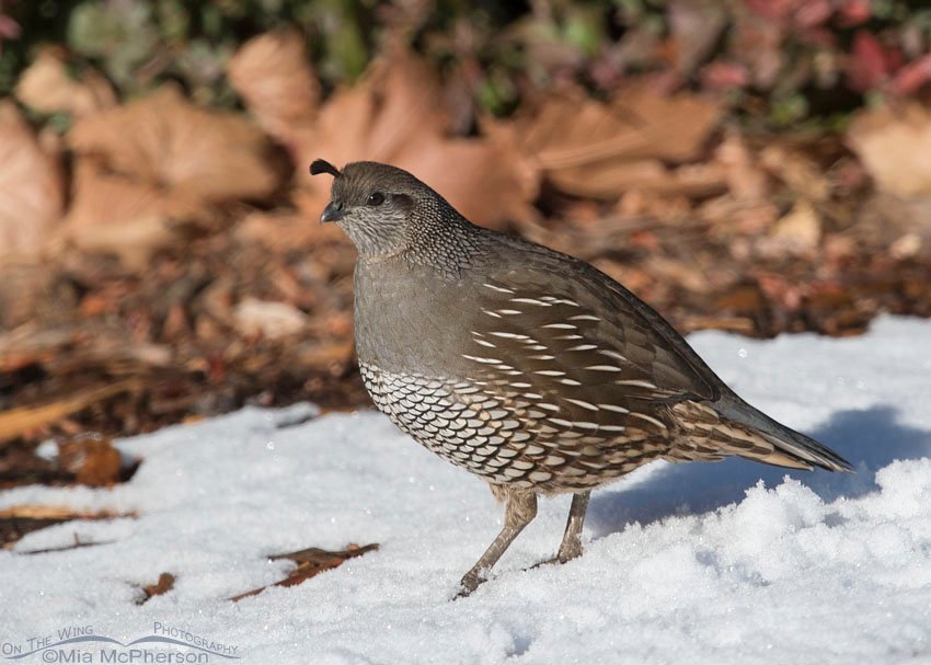 Female California Quail standing in snow, Davis County, Utah