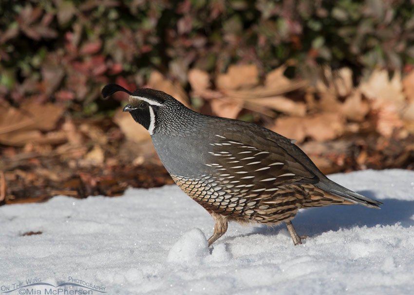 California Quail Images