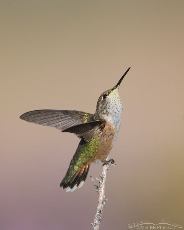 Calliope Hummingbird looking up, Antelope Island State Park, Davis County, Utah