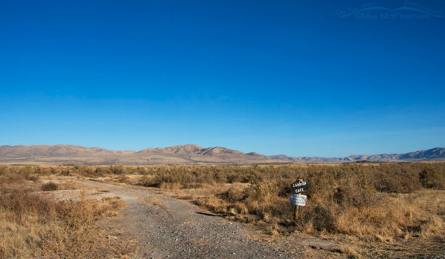 Carrion Cafe, Box Elder County, Utah