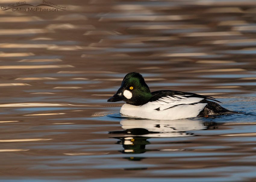 Calm drake Common Goldeneye, Salt Lake County, Utah