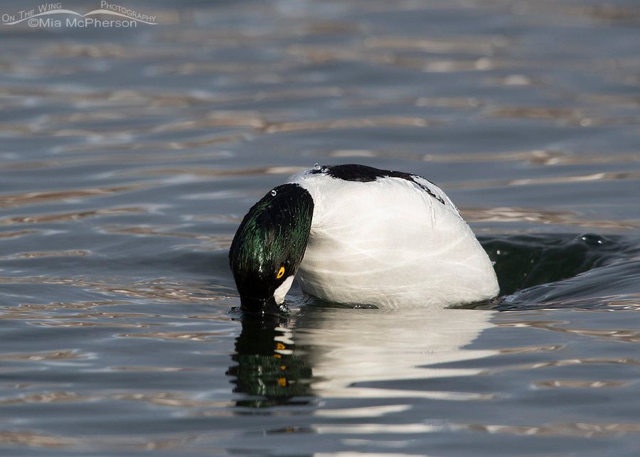 Common Goldeneye drake diving, Salt Lake County, Utah