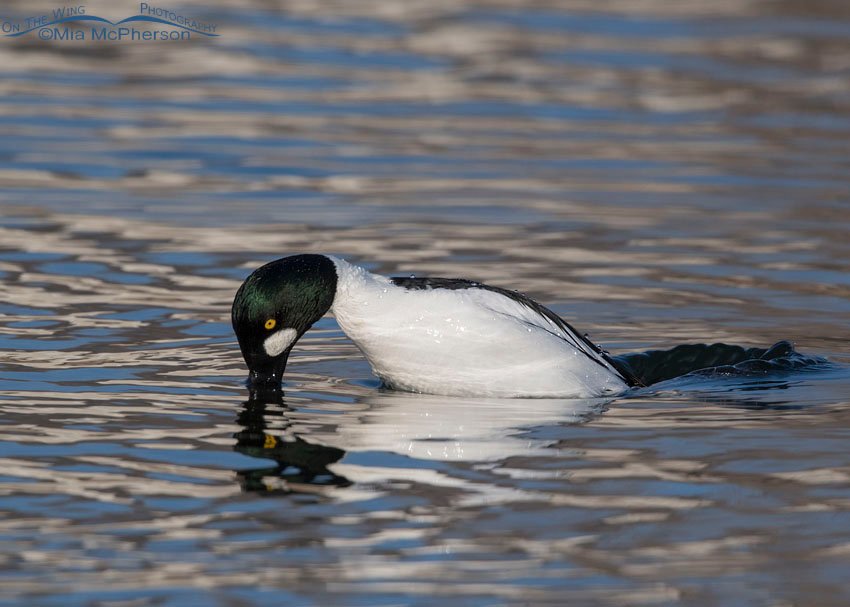 Common Goldeneye male diving, Salt Lake County, Utah