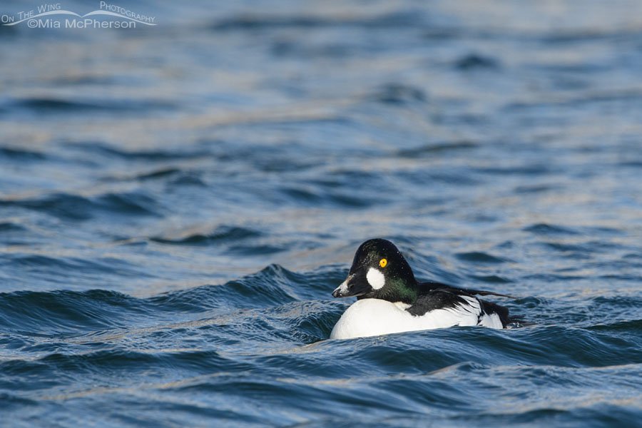 Drake Common Goldeneye with an odd colored bill, Salt Lake County, Utah