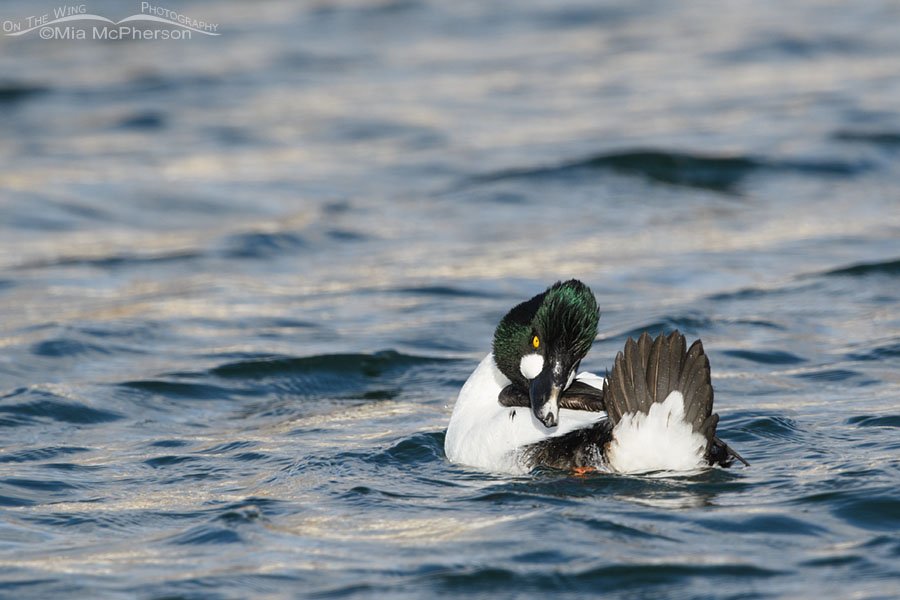 Adult drake Common Goldeneye preening on a windy day, Salt Lake County, Utah