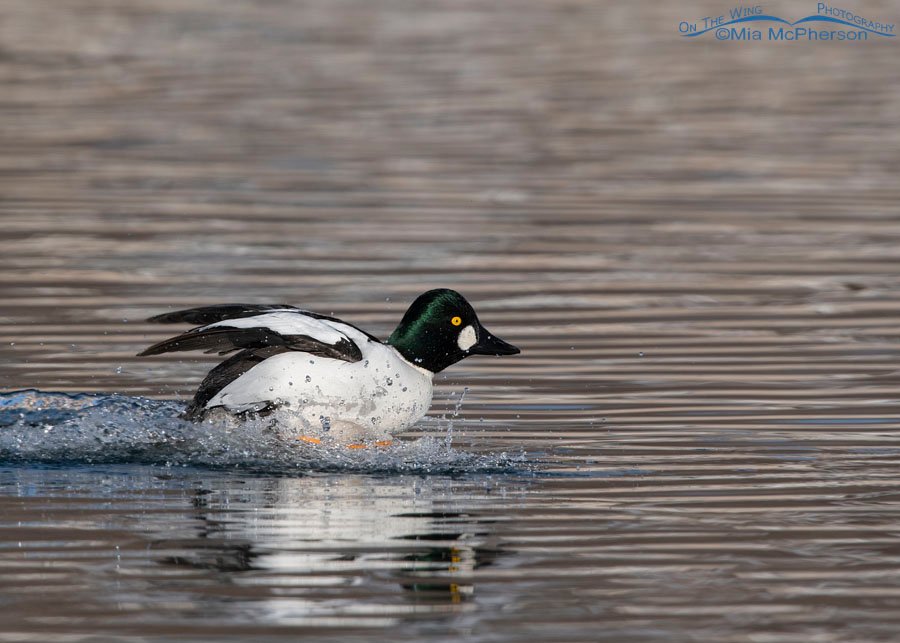 Common Goldeneye drake sliding across the surface of a pond, Salt Lake County, Utah
