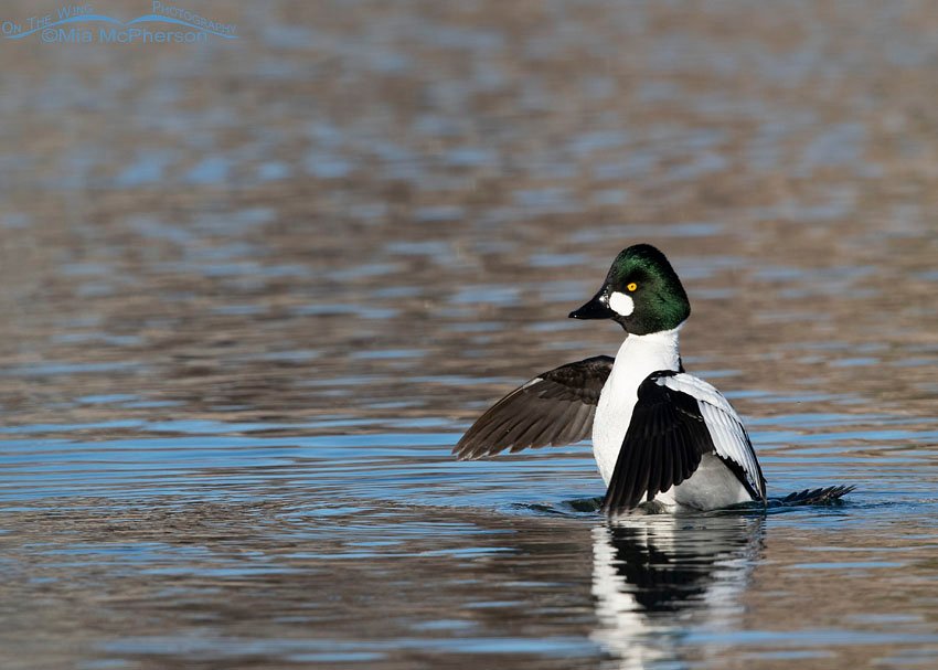 Common Goldeneye drake on the last day of 2017, Salt Lake County, Utah